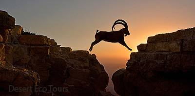 Ibex in the Ramon Crater