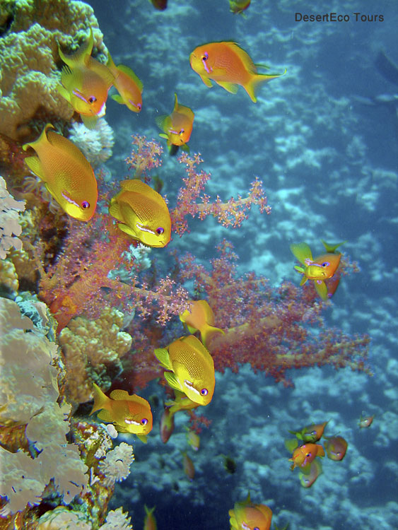 Snorkling and diving- Red Sea, Sinai, Egypt