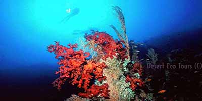 Diving in the Red Sea: Aqaba Jordan