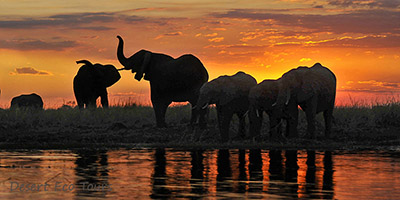 פילים בשמורת צ'ובה בבוצואנה