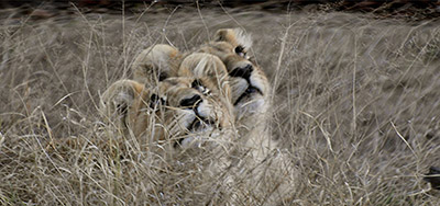גורי אריות בספארי בבוצוואנה