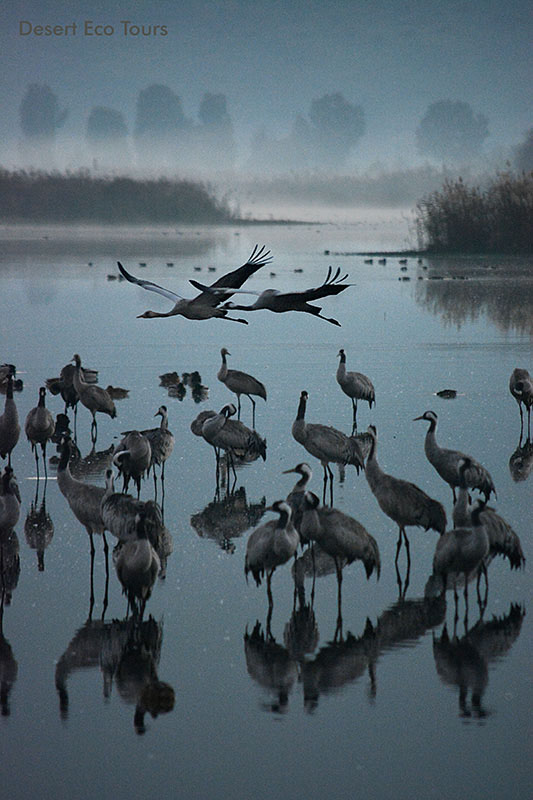 Tours of the Galilee: The Hula Valley
