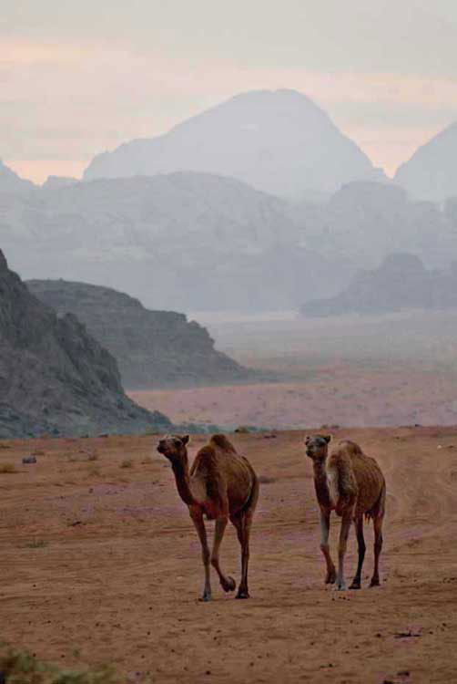 Camel, jeep, hiking tours, Wadi Rum, Jordan