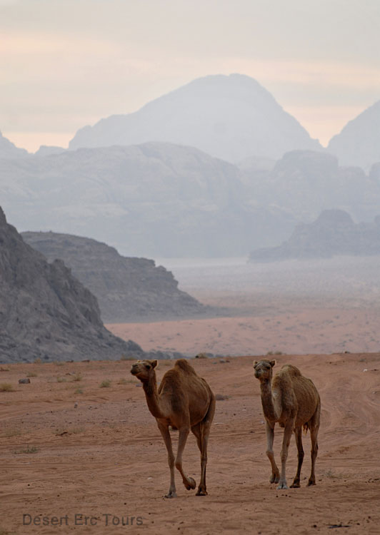 Camel tours in Wadi Rum from Eilat