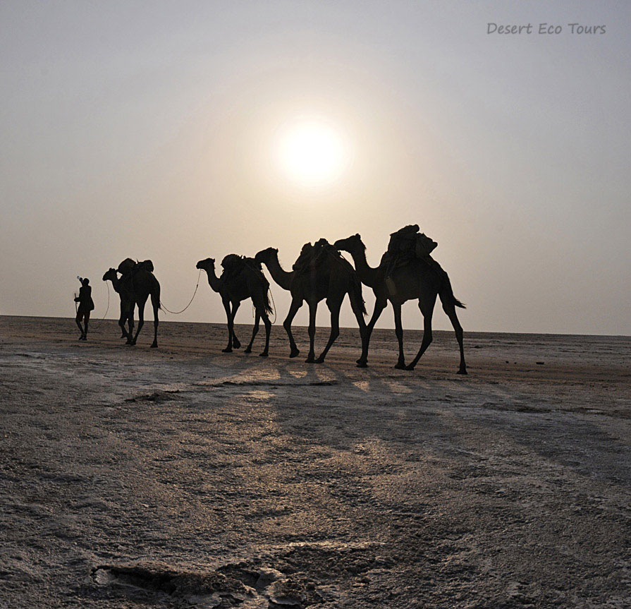 שיירות גמלים במדבר המלח של הדנאקיל