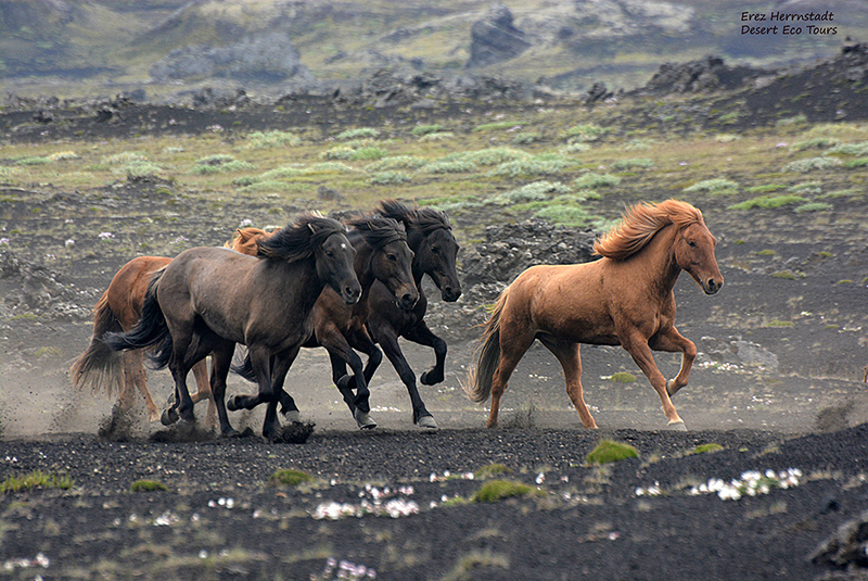 סוסים איסלנדים בשמורת לאקי