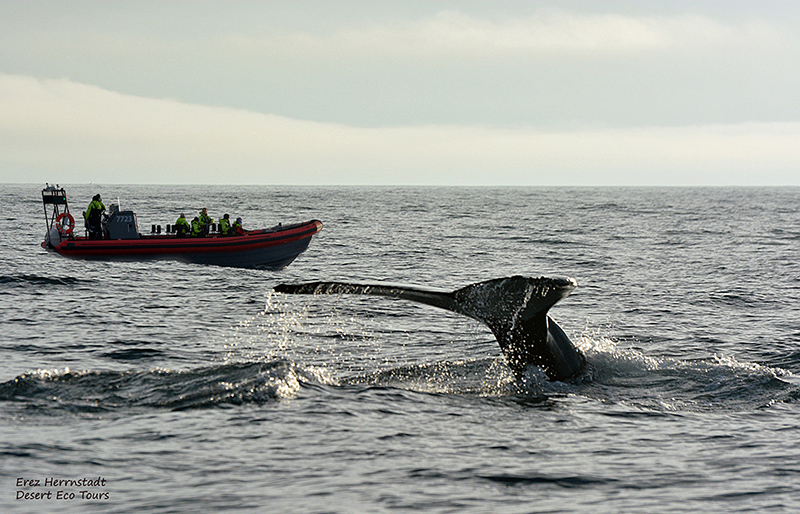  שייט תצפית לווייתנים בהוסאויק 
