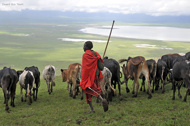 עדרי המסאים: ספארי בקניה