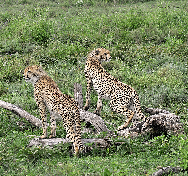 צ'יטות בשמורת סאמבורו: ספארי בקניה
