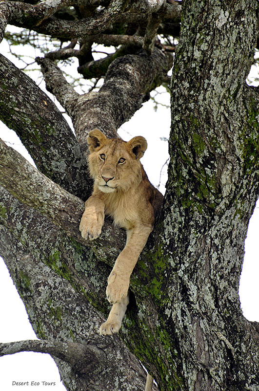גורי אריות בשמורת המסאי מרה: קניה