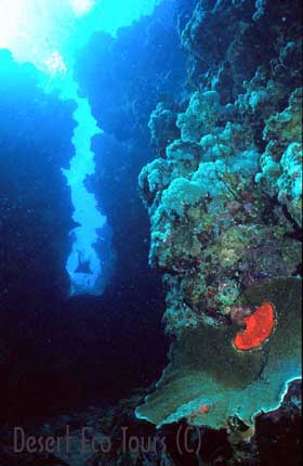 Diving in the Red Sea- Dahab, Sinai, Egypt