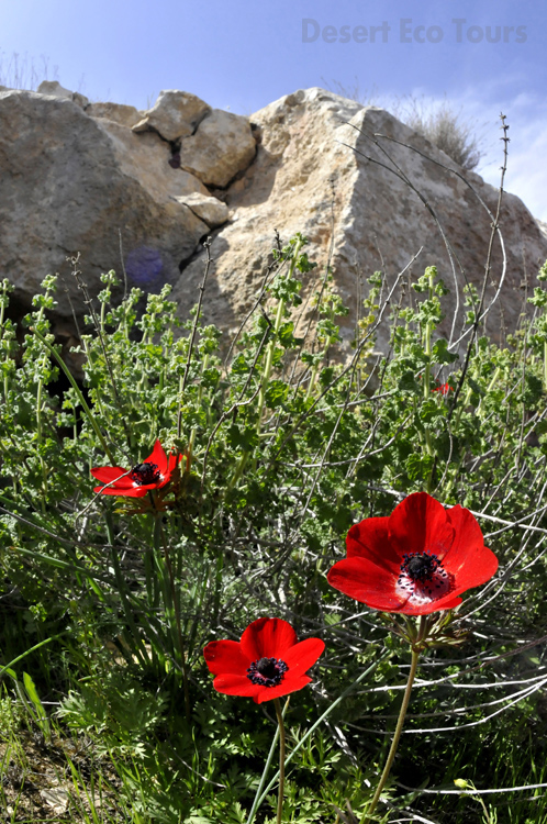 Spring in the Negev desert- Israel
