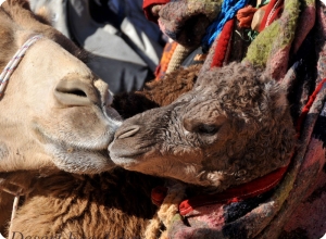 Sinai Camel Tour
